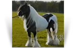 Old Kent Horse